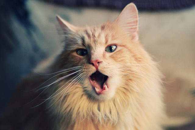 _森林狼队亮剑,球队凝聚力提升_,森林狼队伍