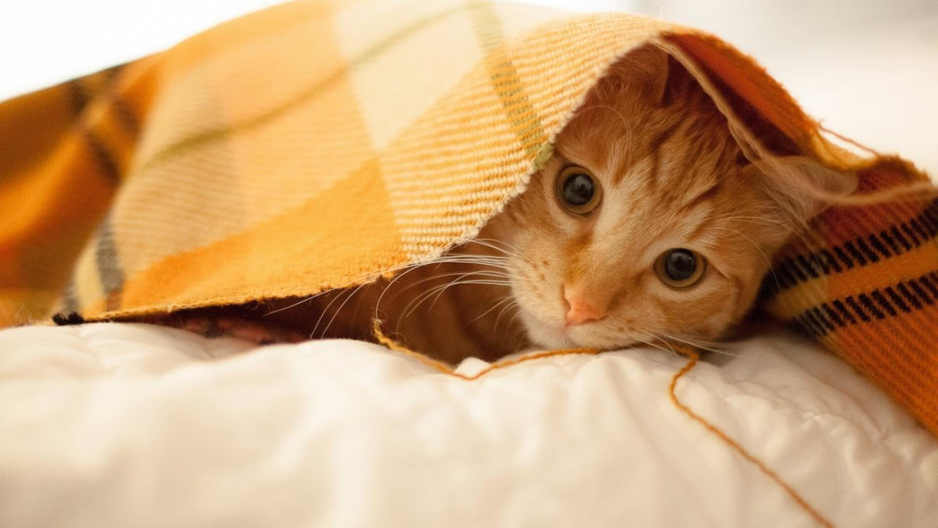 “激烈碰撞:赛场上的惊心瞬间”,场激烈的比赛