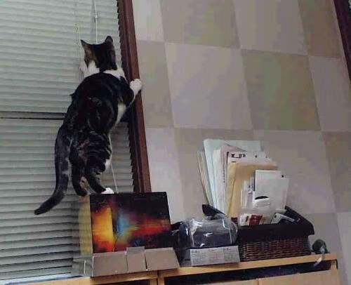 开云官网APP下载-国王队训练场新增“无重力跑道”，科技创新引热议，国王队在哪里