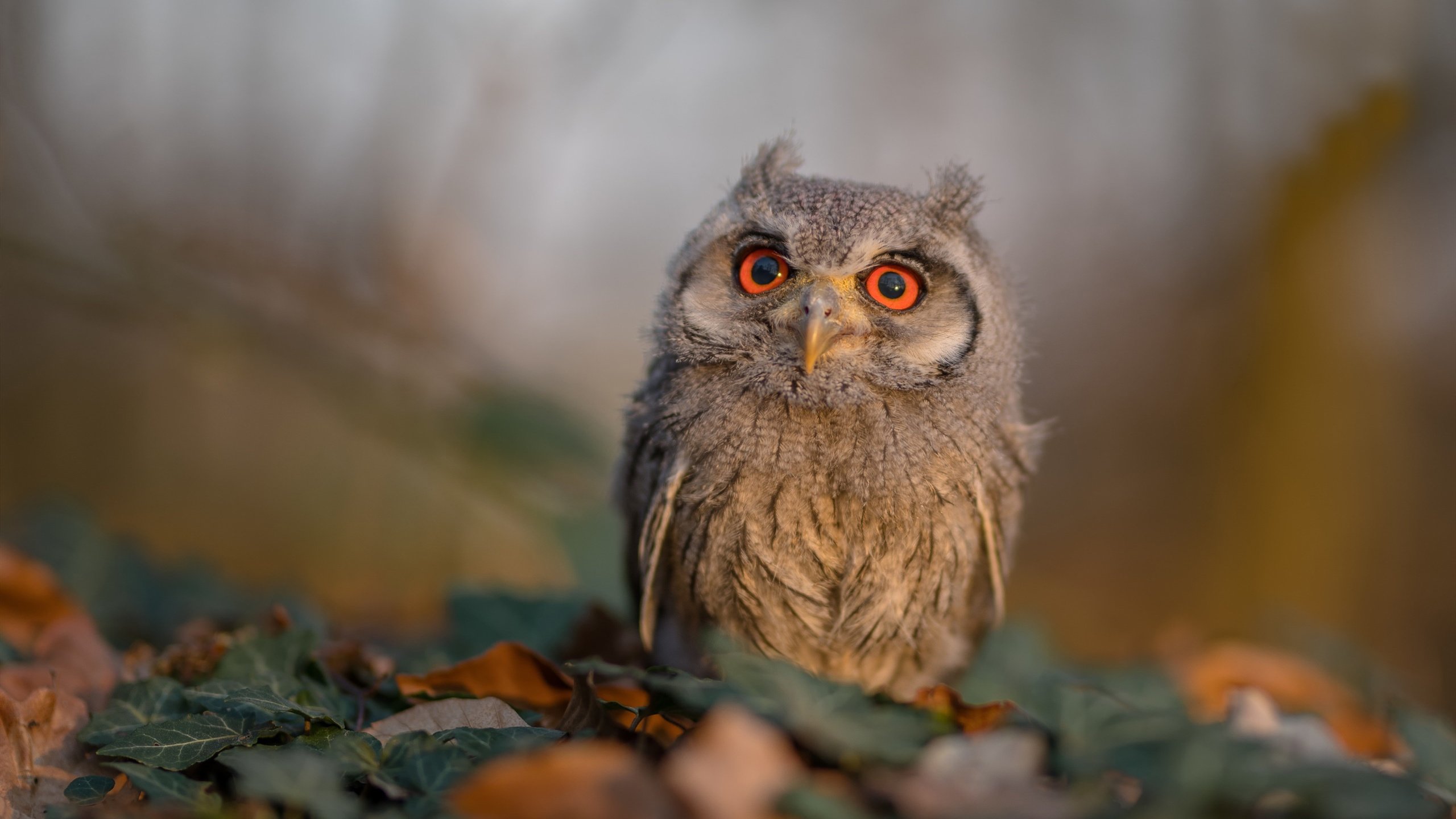 日本球员展现出色个人技术,日本职业球员