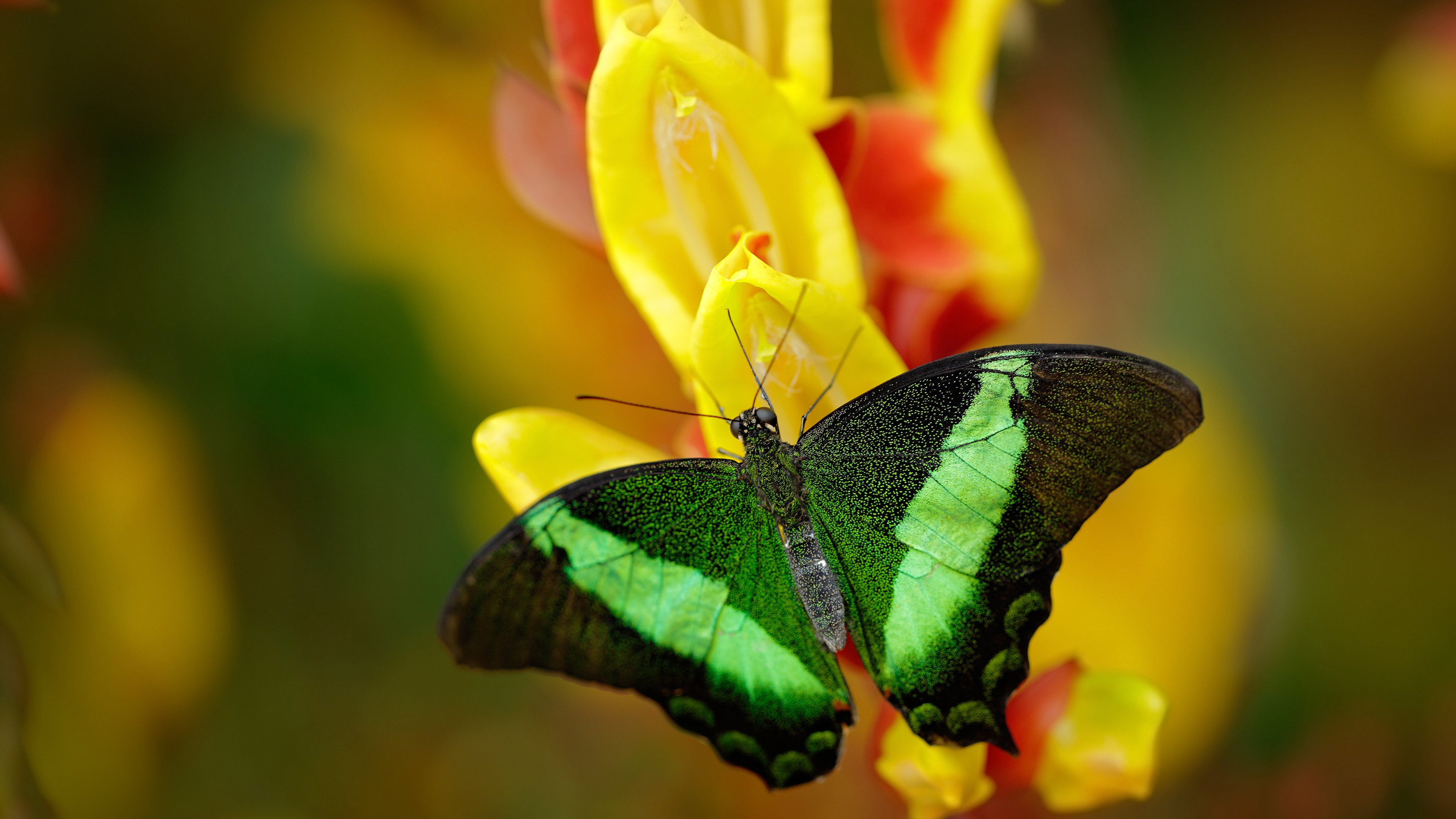 欧冠赛场上的感人瞬间,球迷热泪盈眶,欧冠史上最经典的比赛