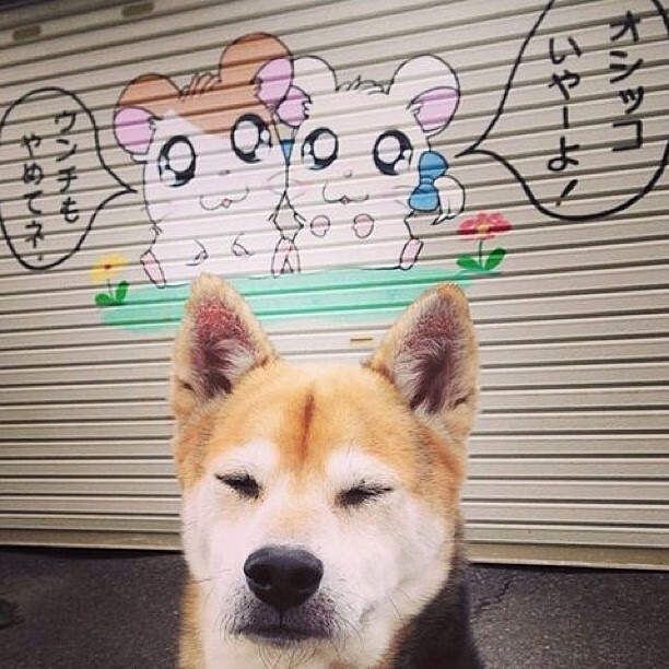 球迷投票:最令人激动的比赛瞬间你选谁?,球迷的疯狂举动