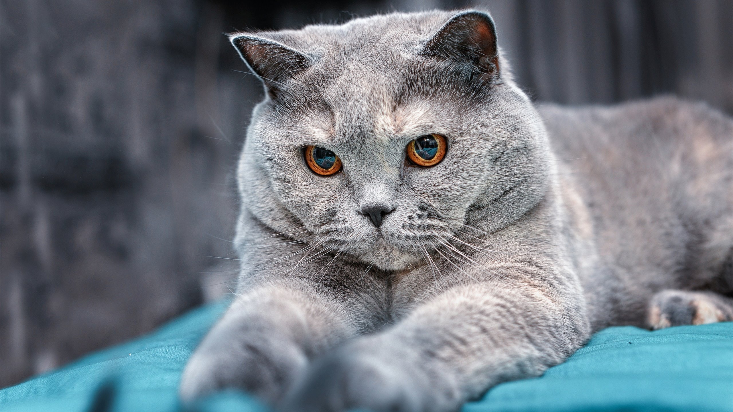 英超赛后深度剖析,突破点来自攻守转变的细节把握,英超晋级