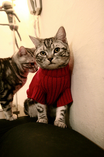 开云网页版-AC米兰引进巴西新秀，欧冠佳绩在望，ac米兰的巴西前锋