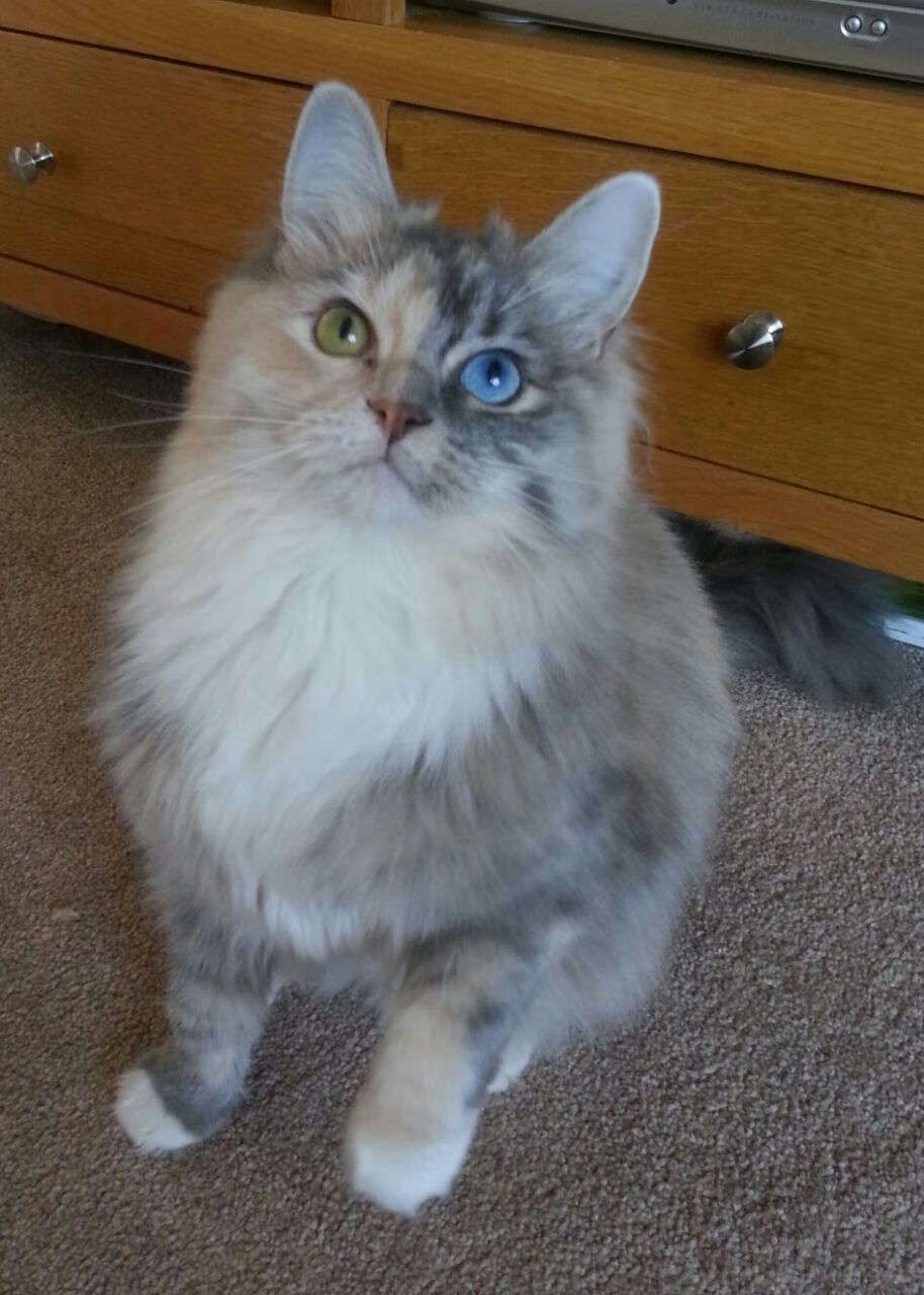 开云官网APP下载-G联赛球队调整阵容适应赛程，nba g联赛球队