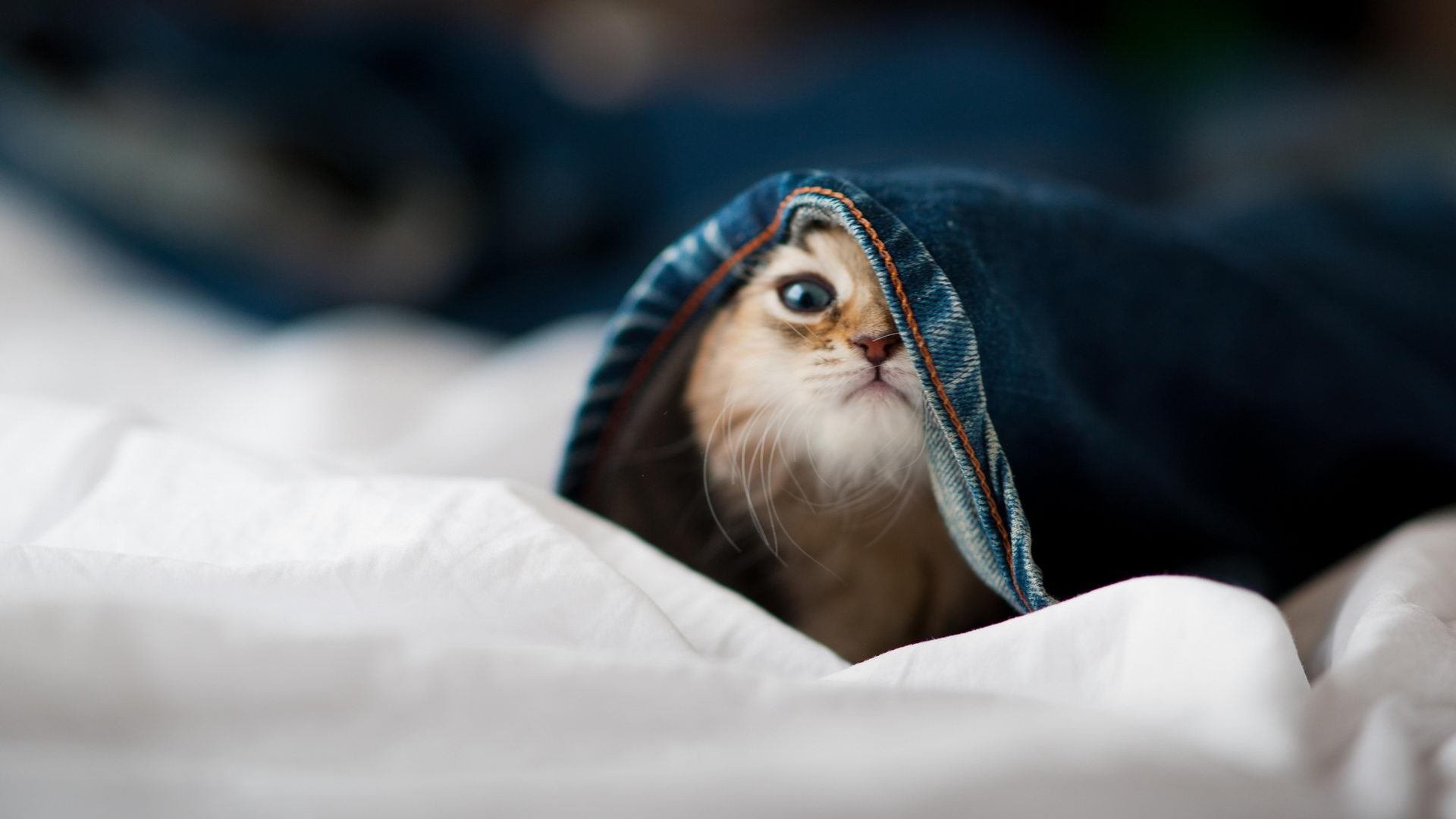 开云kaiyun-RB莱比锡接连失利，球队备战下一轮关键战役，rb莱比锡转会