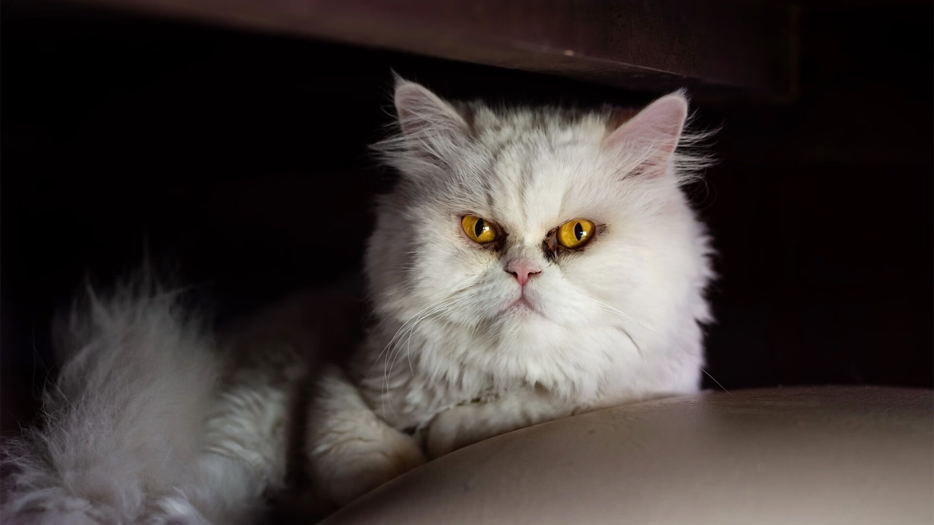 kaiyun体育app-国足前锋线火力全开，进球效率大幅提升，国足前锋高峰