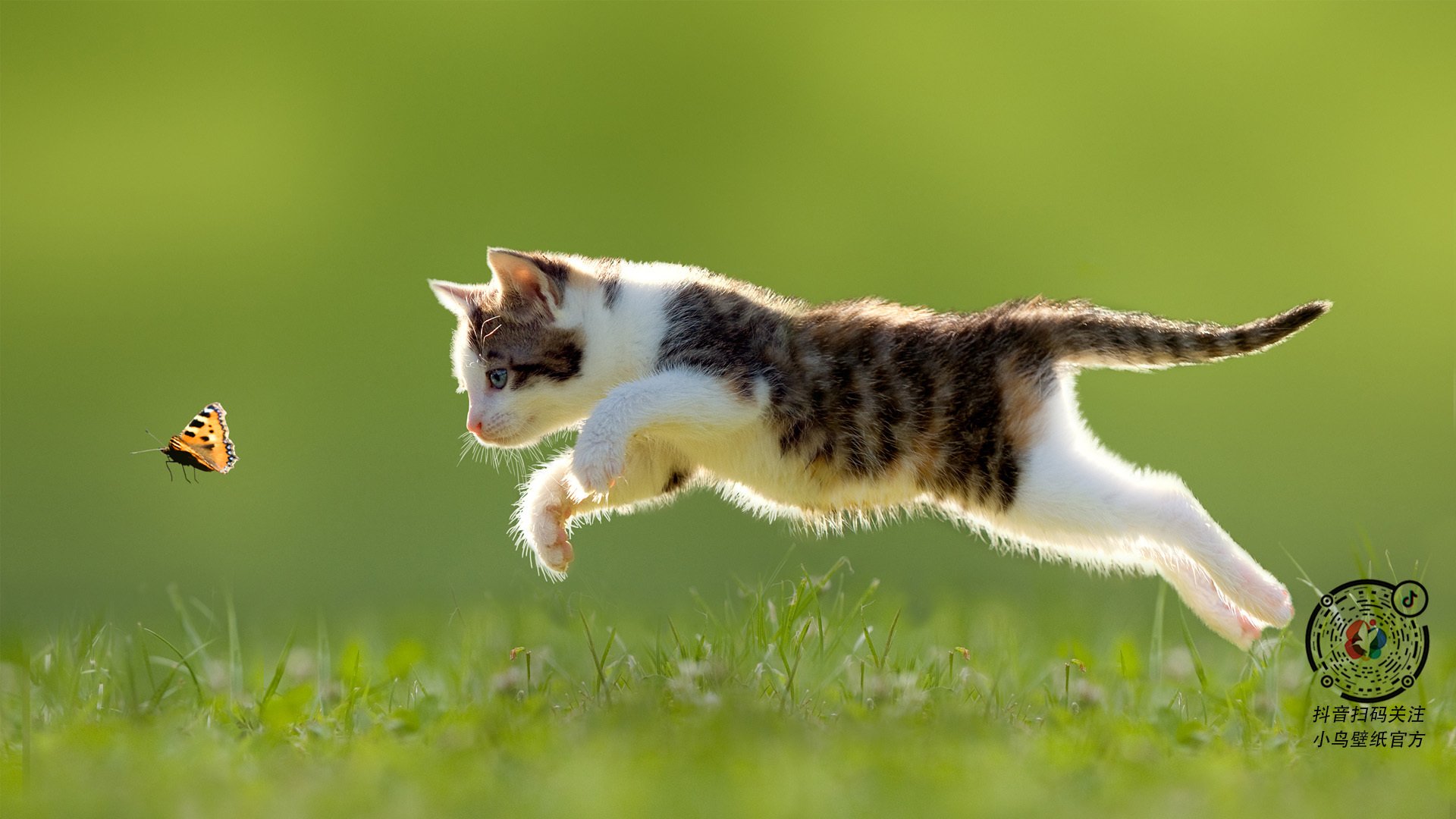 开云网页版登录入口-多特蒙德新援表现出色，已成球队核心力量，多特蒙德球队怎么样