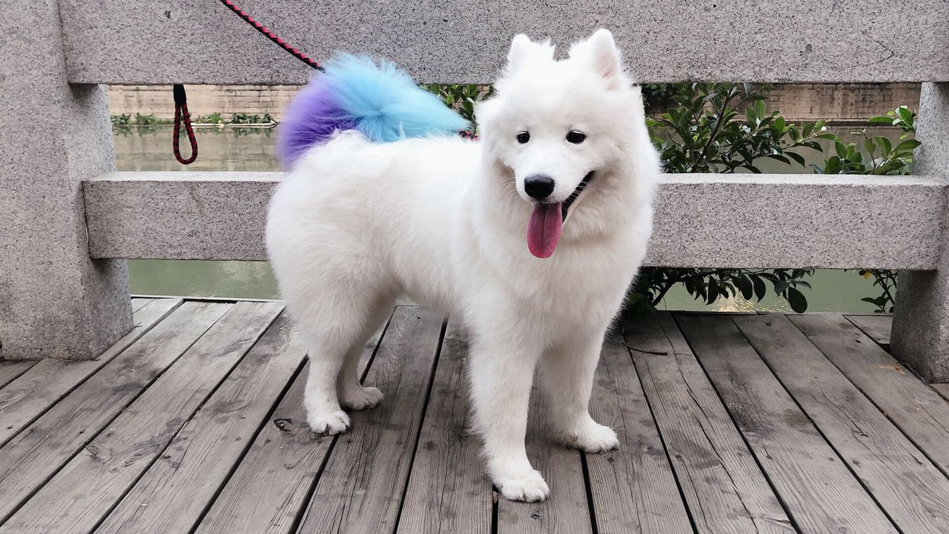 开云平台-巴朗加国王球员配合默契提升，巴朗加斯