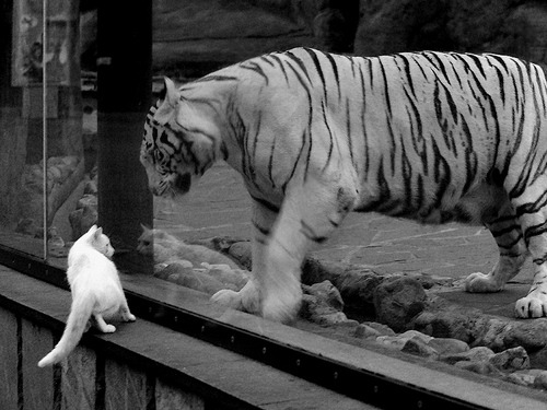 开云体育-帕尔梅拉斯球员伤病情况更新，帕尔梅拉斯战绩500