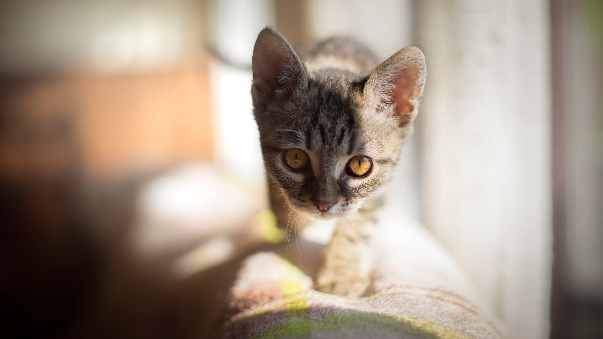 康纳·麦克戴维荣膺季后赛MVP,康纳·麦克尼尔