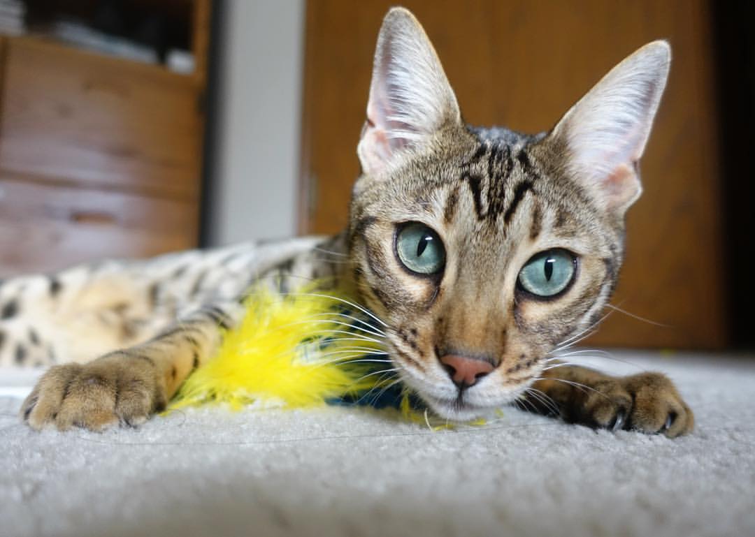 kaiyun官方入口登录-汕头佳兆业后卫接连献神助攻，帮助球队胜利，佳兆业汕头佳晟房地产 开发有限公司