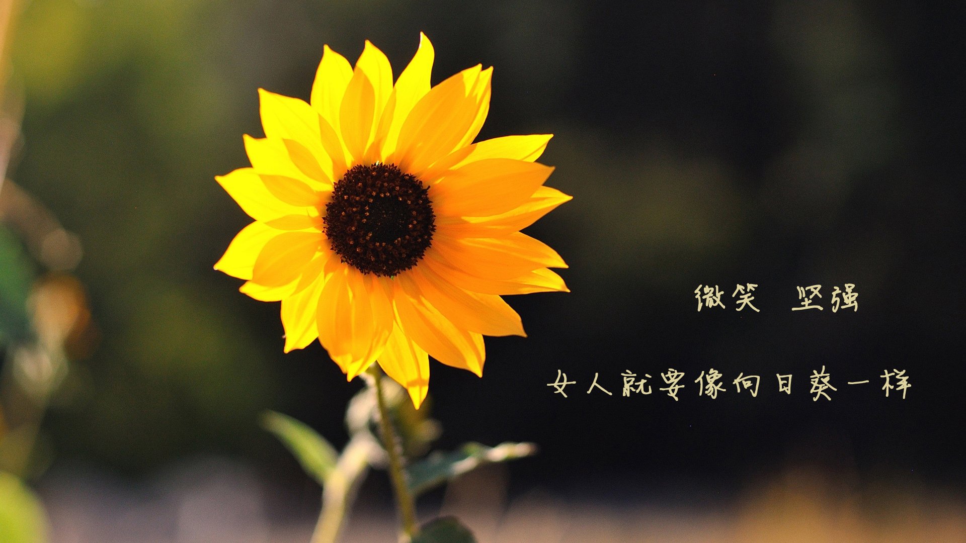 开云·体育官网APP下载-蓝军客场负于曼城，争四形势严峻，蓝军足球