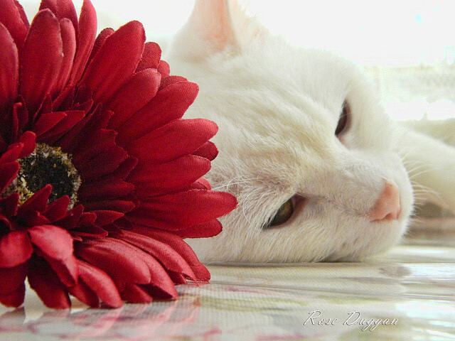 西班牙球员MVP争夺激烈,西班牙篮球联赛mvp