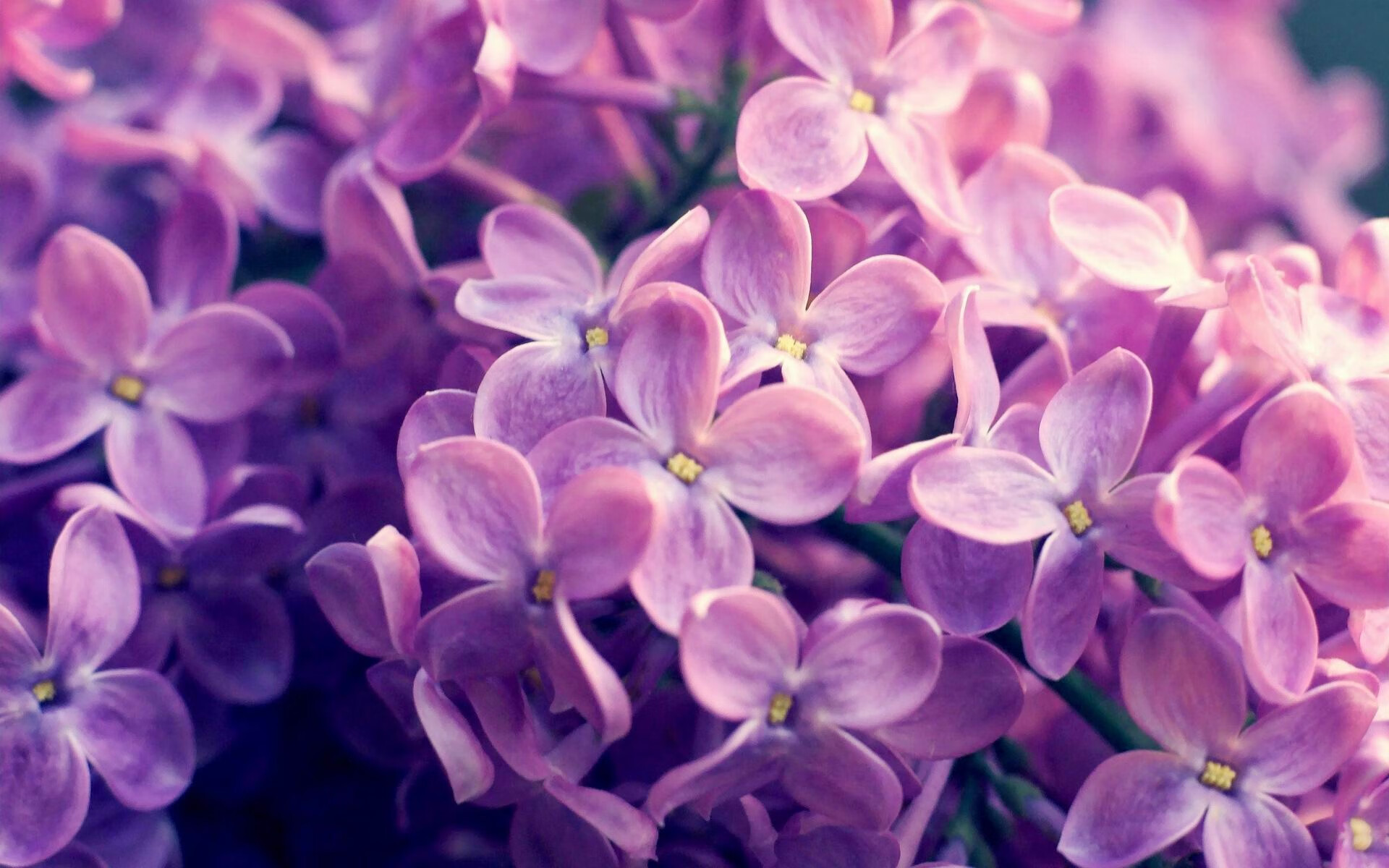 阿尔阿赫利季后赛席位稳固,阿尔阿赫利足球俱乐部