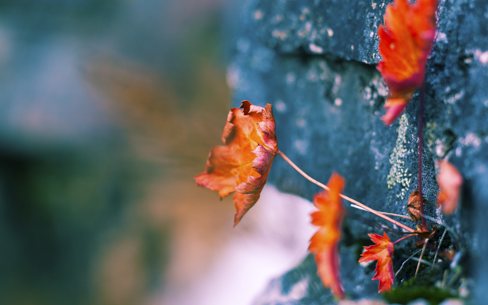 全国青少年冰壶锦标赛在哈尔滨顺利举办,2019中国青少年冰壶公开赛