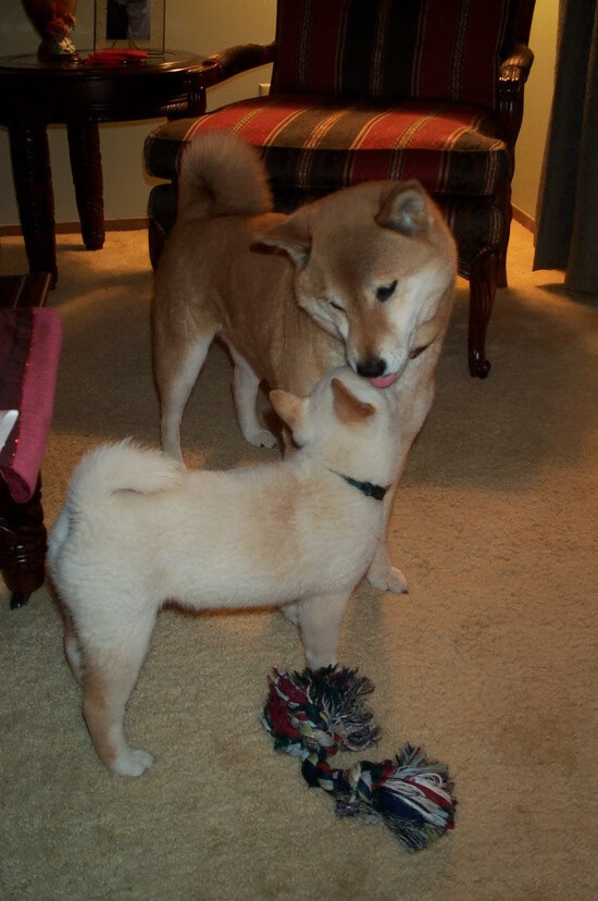 Kaiyun(中国)开云-青少年体育赛事培训体系，青少年体育赛事培训体系是什么