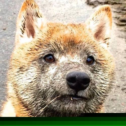 kaiyun网站-国家队缺少三分线外定点投手问题如何破解