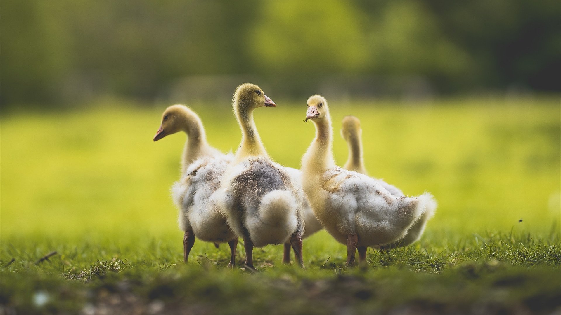 田径队伤病康复成效明显,田径运动员伤病有哪些