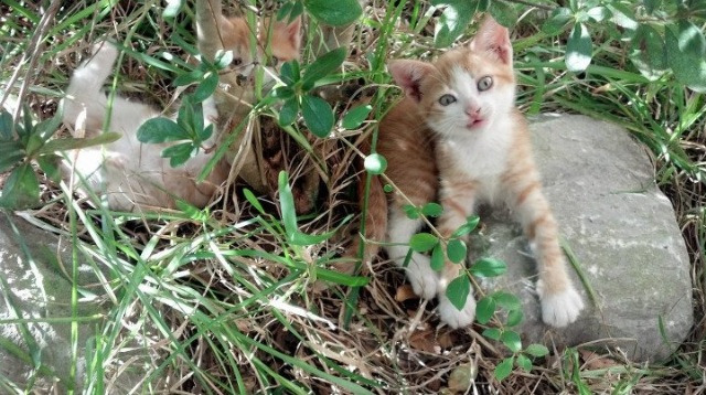 以足球为主题的数字文化内容持续丰富,影响力不断扩大,以足球为主题的标题