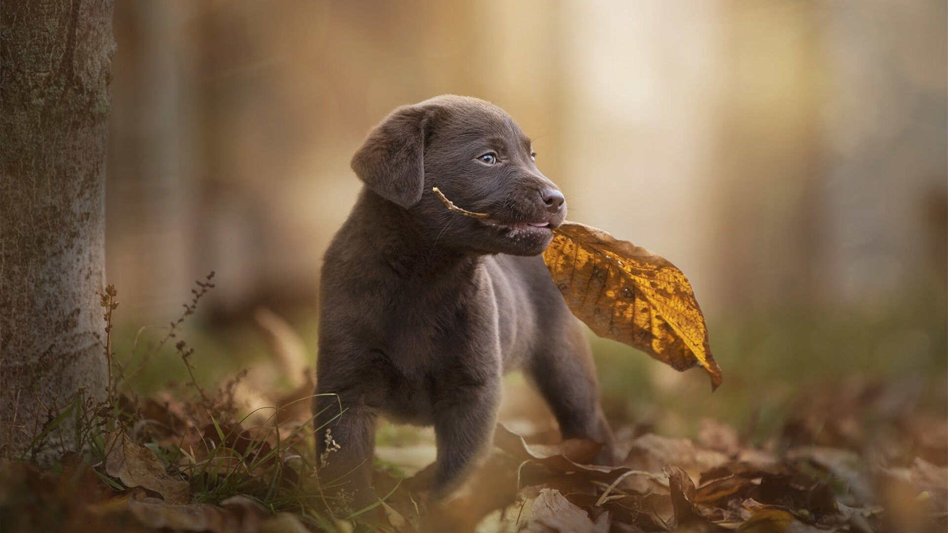 开云网页版登录入口-哈登关键三分快船再度问鼎榜首，哈登 三分