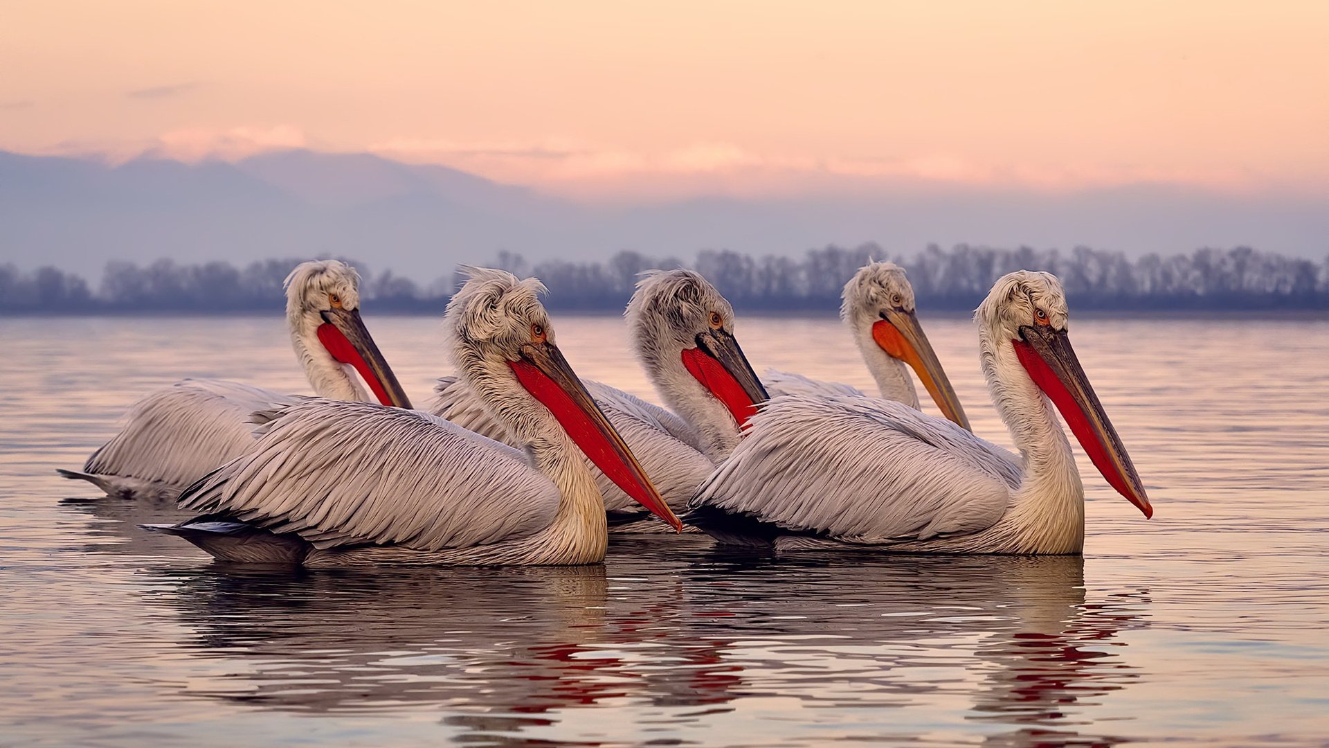巴西青训体系进一步完善,培养世界级足球精英