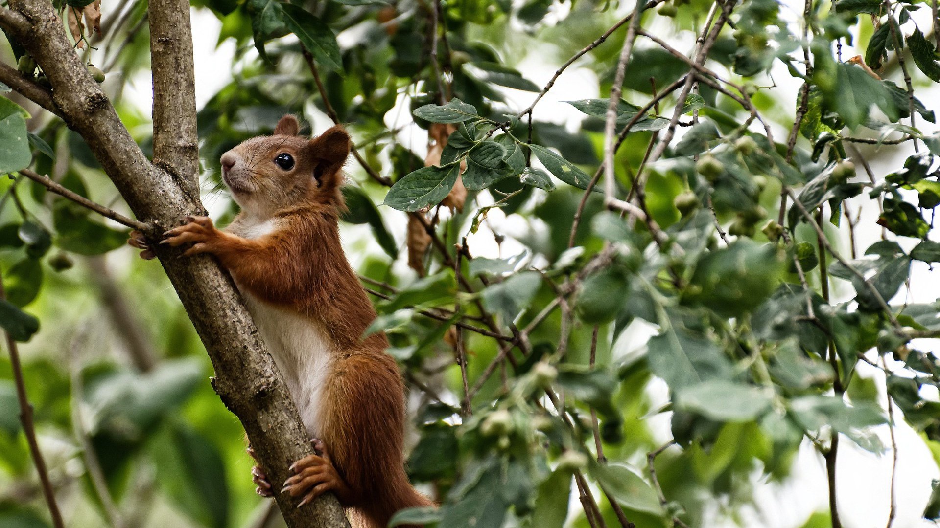 摩洛哥女篮在非洲锦标赛中夺冠,体育发展迈入新阶段,摩洛哥 非洲