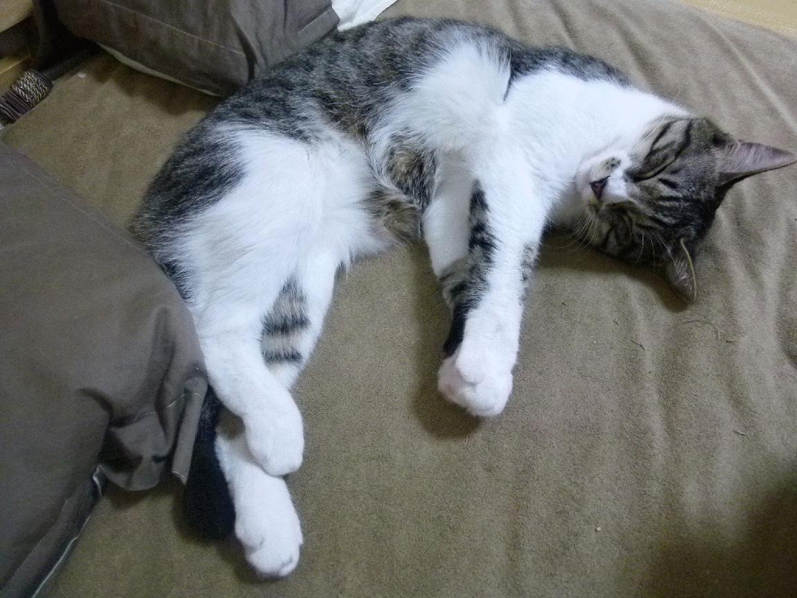 开云官方网页登录-道格拉斯化身赛场黑马令人惊艳，道格拉斯比赛视频